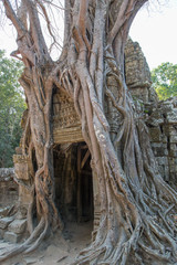 Angkor Wat, Kambodscha, Weltkulturerbe, Baum
