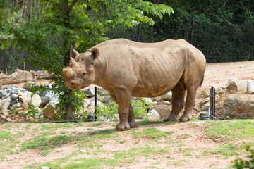 Fototapeta premium Rhino