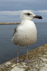 Seagull at Lagos Harbour, Algarve, Portugal