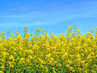 Obraz premium Blühender Raps und blauer Himmel