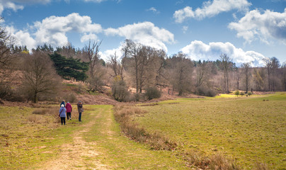 English spring forest forest
