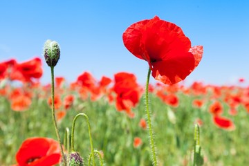 Poppy, Flower, Field.