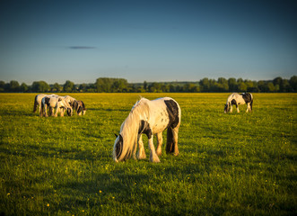 Ponies grazing and playing on Port Meadow