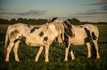 Fototapeta na wymiar Ponies grazing and playing on Port Meadow