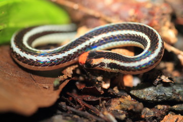 Fototapeta premium banded Malaysian coral snake (Calliophis intestinalis) in Philippines