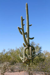 Old Saguaro Cactus with many arms