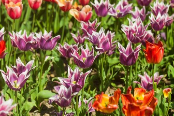 Tulip, Flower Bed, Flower.