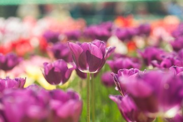 Full, colour, color.