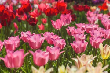 Tulip, Flower Bed, Flower.