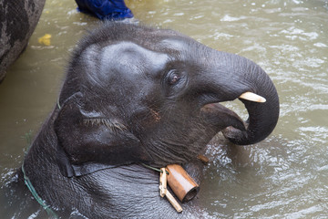 Fototapeta premium Thailand, Chiang Mai, Chiang Rai, Elefanten Trekking, Wald, Dschungel, Wasser, Baden