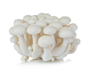 White beech mushrooms, Shimeji mushroom, Edible mushroom isolate