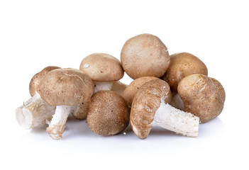 Shiitake mushroom on the White background