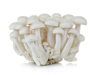 White beech mushrooms, Shimeji mushroom, Edible mushroom isolate - obrazy, fototapety, plakaty