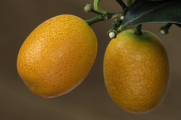 Citrofortunella mitis Oranges, native to China.