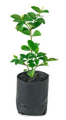 a little green plant in black bag is on white background