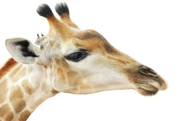 Head of Giraffes is on white background