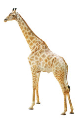 Giraffes isolate is on white background