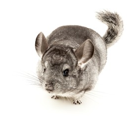 Chinchilla, Rodent, Cut Out.
