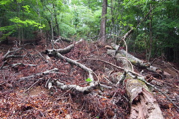 日本の森、森林のサイクル