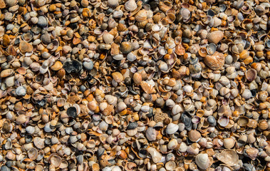 seashell background