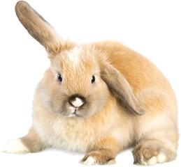 Fototapeta premium Rabbit, Easter Bunny, Animal.