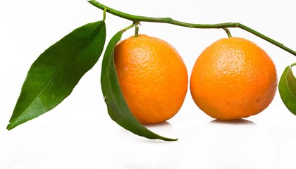 Orange Tree, Orange, Fruit.