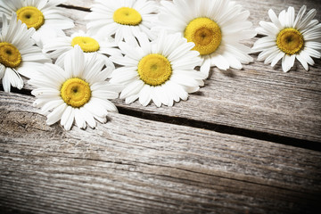 Obraz premium Fresh chamomile flowers on the wooden table