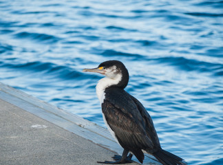 Cormorant on the marina