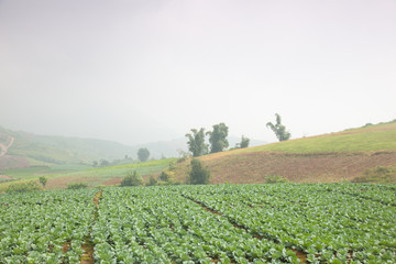 Fototapeta na wymiar Agriculture cabbage