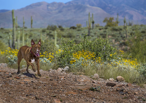 Dog running in the Arizona Desert