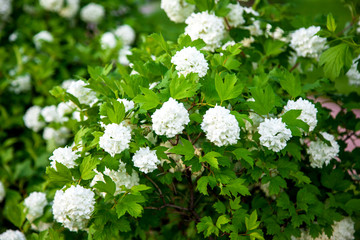 Viburnum opulus roseum snowball