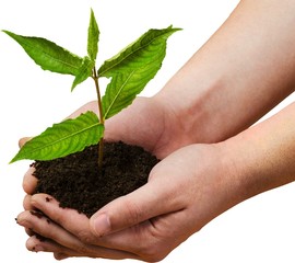 Human Hand, Plant, Growth.