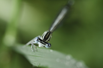 Bated dragonfly