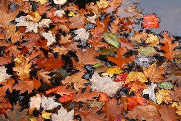Autumn leaves in pond background