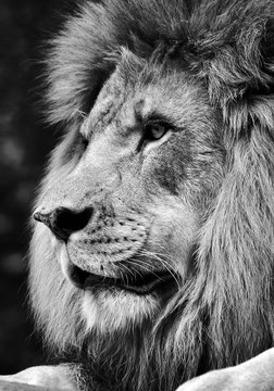 High contrast black and white of a powerful male lion face