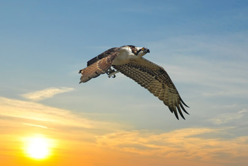 Osprey flying away from sunset with fish
