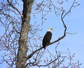 Alaskan Bald Eagle