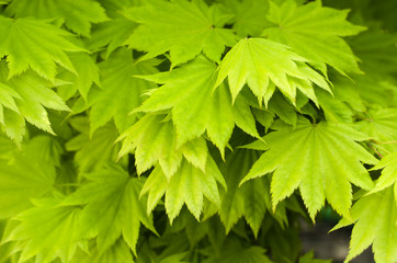 ornamental maple green