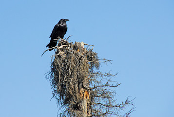 Raven on dead tree
