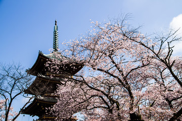 Japanese pagoda