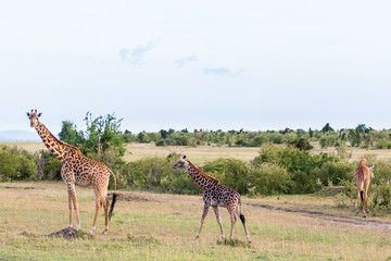 Tree giraffes on the savanna