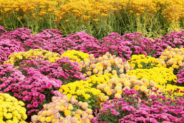 Beautiful flowers of chrysanthemums