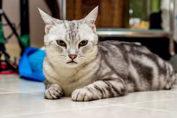 American Short Hair Cat ,color gray
