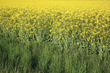 Oilseed Rape, Canola, Biodiesel Crop