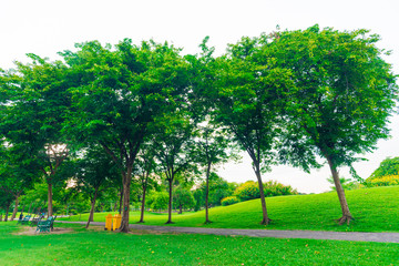 Green lawn with trees in park of bangkok city