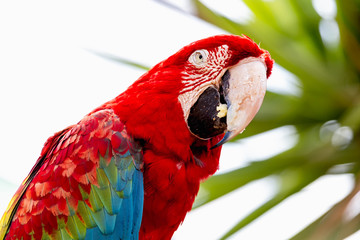 Red Macaw or Ara cockatoos parrot closeup