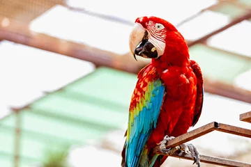 Papier peint photo autocollant rond Perroquet Red Macaw or Ara cockatoos parrot