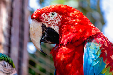 Red Macaw or Ara cockatoos parrot closeup