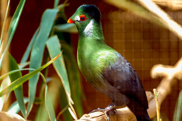 Green parrot