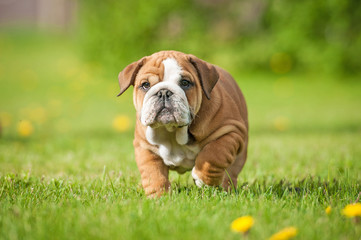 English bulldog puppy walking on the lawn